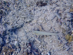 Valenciennea strigata