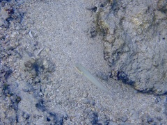 Valenciennea strigata