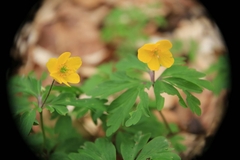 Anemonoides ranunculoides