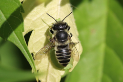 Megachile perihirta