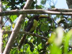 Pteroglossus inscriptus