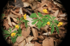 Anemonoides ranunculoides