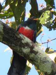 Trogon melanurus