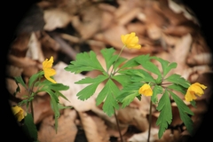 Anemonoides ranunculoides