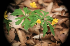 Anemonoides ranunculoides