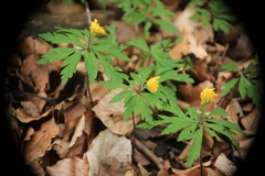 Anemonoides ranunculoides