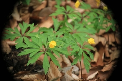Anemonoides ranunculoides
