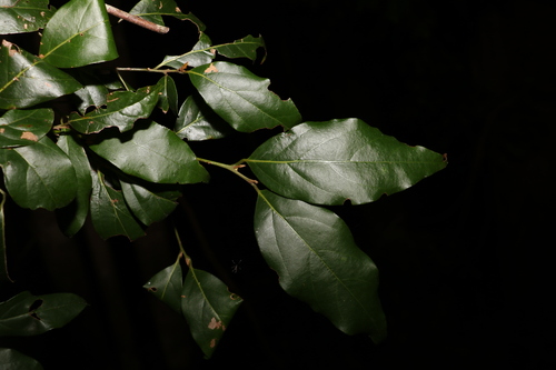 Image of Endiandra mulleri by (c) Greg Tasney, some rights reserved (CC BY-SA)