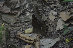 Morpho