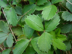 Fragaria virginiana