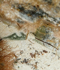 Densipora corrugata