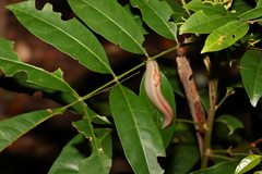 Triboniophorus graeffei