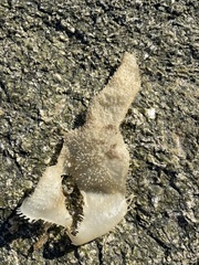 Chondracanthus