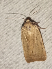Noctua tirrenica