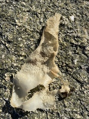 Chondracanthus