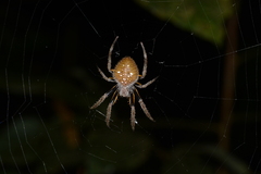 Eriophora