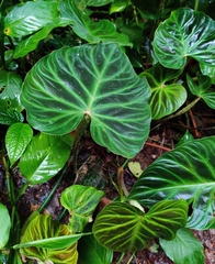 Philodendron verrucosum image