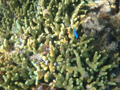 Porites cylindrica
