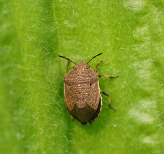 Paradictyotus fuscus