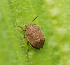 Paradictyotus fuscus