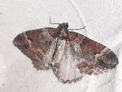 Catarhoe basochesiata