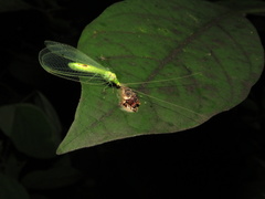 Leucochrysa insularis