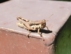 Pseudoxya diminuta