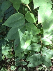 Juglans cinerea