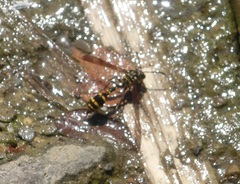 Phimenes flavopictus