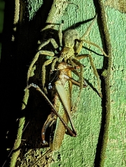 Cupiennius coccineus