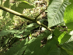 Juglans cinerea