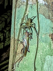 Cupiennius coccineus