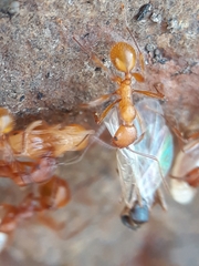 Aphaenogaster
