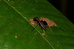 Odontocheila