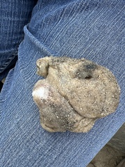Aplidium