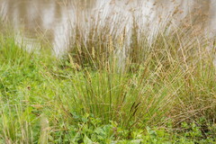 Carex appressa