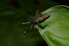 Molchina hopei