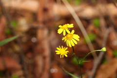 Senecio madagascariensis