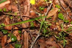 Senecio madagascariensis
