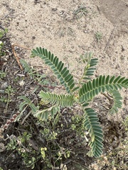 Astragalus pycnostachyus pycnostachyus