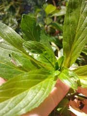 Veronica anagallis-aquatica