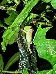 Diasporus diastema