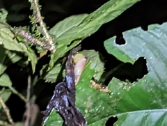 Diasporus diastema
