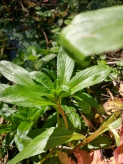 Veronica anagallis-aquatica