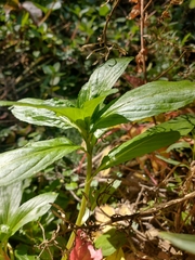 Veronica anagallis-aquatica