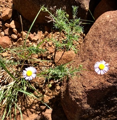 Felicia filifolia