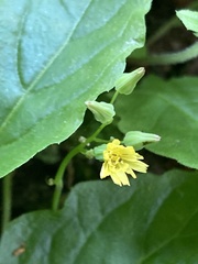 Crepidinae