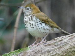 Hylocichla mustelina