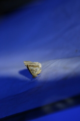 Digrammia ocellinata