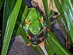 Agalychnis callidryas